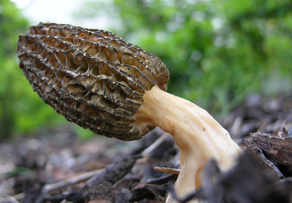 Morchella conica var.costata.